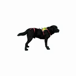 5 Imbracatura per cani Voyager StepIn considerata per le razze più piccole