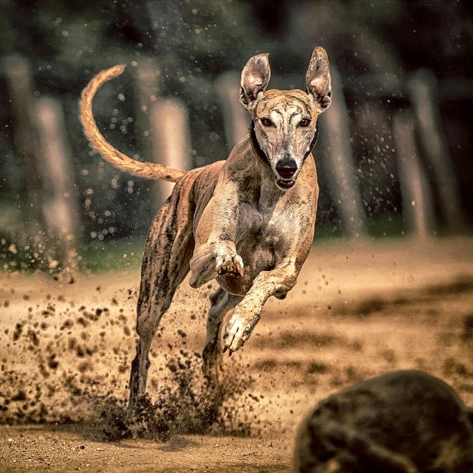 Cane Da Corsa. 7 Razze Più Veloci Nella Storia Delle Corse Di Cani