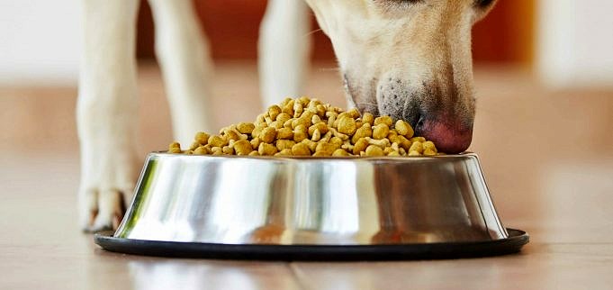 Il Miglior Cibo Per Cani Con Cereali. Opzioni Ricche Per Il Tuo Cane!