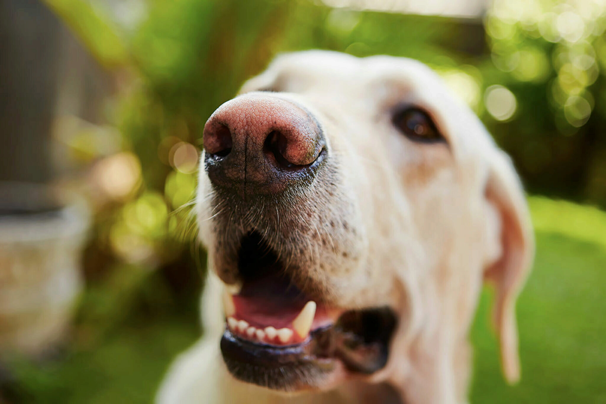 Perché Il Mio Cane Ha Improvvisamente L'alitosi? 9 Motivi E Suggerimenti