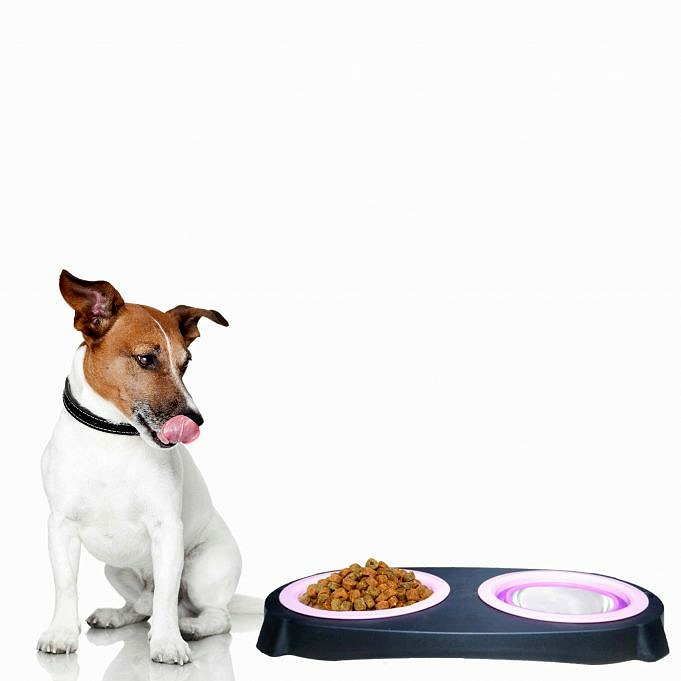 Qual è Il Cane Più Lungo Che Può Stare Senza Mangiare? Guida Alla Dieta Del Cane