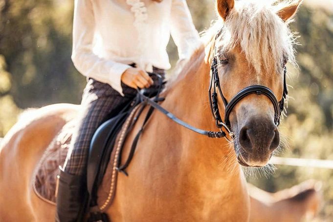 Quanto Lontano Può Viaggiare Un Cavallo In Un Giorno Con Un Cavaliere?