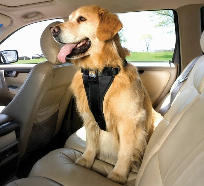 Queste Recensioni Ti Aiutano A Trovare Le Migliori Imbracature Per Cani No-pull